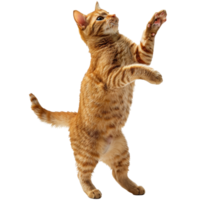 arancia gatto giocando, trasparente sfondo png