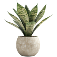 Sansevieria Pflanze im Blume Topf, transparent Hintergrund png