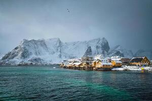 Yellow rorbu houses, Lofoten islands, Norway photo