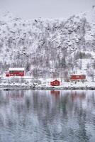 Rd rorbu houses in Norway in winter photo