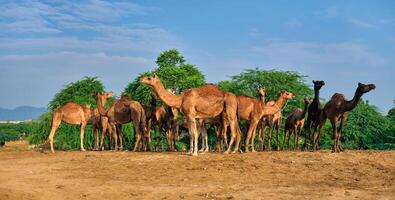 Camels at Pushkar Mela Pushkar Camel Fair , India photo