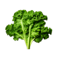 Kale vegetable on a transparent background png