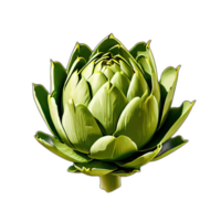 Artichoke on transparent background png