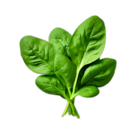 Spinach leaf on transparent background png