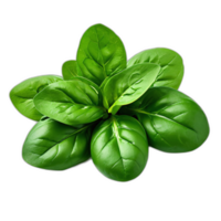 Fresh Spinach on transparent background png