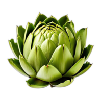 Artichoke vegetable on transparent background png