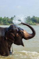 Elephant bathing in the river photo