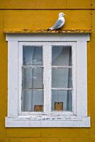 Seagull bird close up photo