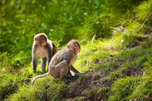 rhesus macacos en India foto