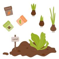 Bulbs. Seeds, seedlings. Planting and growing plants. Lettuce grows out of the ground. vector