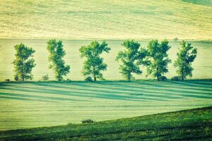 Moravian rolling landscape in early morning photo