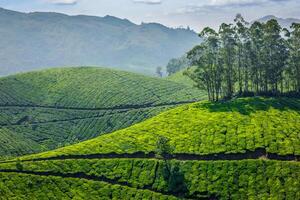 té plantaciones munar, kerala, India foto