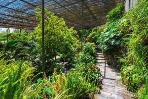 The cold house Estufa Fria is a greenhouse with gardens, ponds, plants and trees in Lisbon, Portugal photo