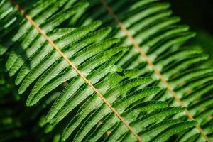 Ladder fern aka fishbone fern, tuberous sword fern, tuber ladder fern, erect sword fern photo