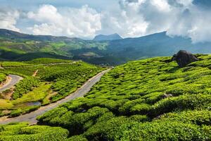 Green tea plantations in Munnar, Kerala, India photo