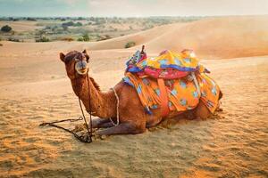 Indian camel in sand dunes of Thar desert on sunset. Jaisalmer, Rajasthan, India photo