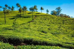 té plantación en el mañana, India foto