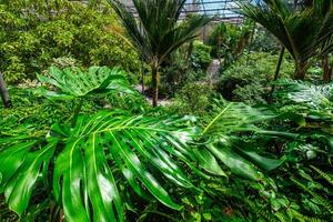 The cold house Estufa Fria is a greenhouse with gardens, ponds, plants and trees in Lisbon, Portugal photo