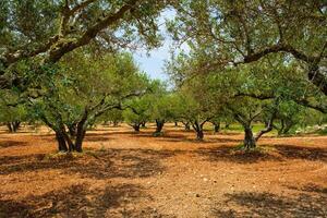 Olive trees Olea europaea in Crete, Greece for olive oil production photo