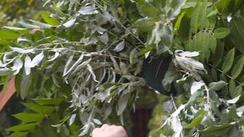 professioneel bloemist Bij werk. jong mooi vrouw maakt modieus modern boeket van groen verschillend kleuren. bloemen bruiloft boog ontwerp. werk concept. decorateur werken buitenshuis in herfst. video