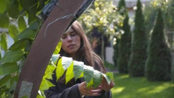 Staff event agency at work. Florists mount, decorate flowers arch for wedding ceremony. Work creating wed decor by professional. Floristics. Decorator working with flowers composition for wedding arch video