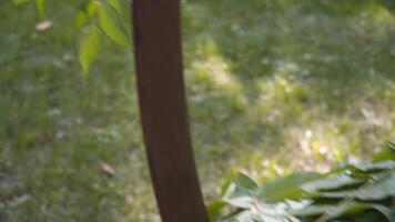 personal händelse byrå på arbete. florister montera, dekorera blommor båge för bröllop ceremoni. arbete skapande wed dekor förbi professionell. floristik. dekoratör arbetssätt med blommor sammansättning för bröllop båge video