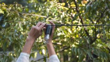 mujer decorador prepara negro cable guirnalda bombillas para Boda ceremonias en jardín. hembra diseñador preparando al aire libre ligero para Boda ceremonia. decoración con flores y lamparas en Boda arco. video