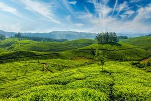 té plantaciones en munar, kerala foto