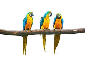 Blue and Yellow Macaw photo