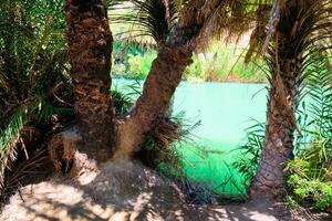 Palm forest. Crete island, Greece photo