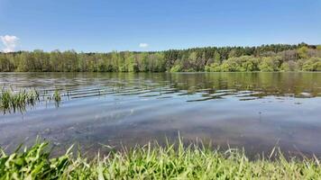 ripples from the wind on the water in the lake, forest and reeds on the shore video