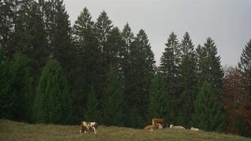 vacas pastar dentro campo do verde Relva dentro montanhoso e lisonjeiro área dentro outono. tema do gado agricultura dentro baviera, Alemanha. sujeito animal criação dentro Bayern, alemanha. vacas dentro pasto. video