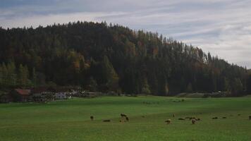 Cows grazing in field of green grass in mountainous and flattering area in autumn. Theme of livestock farming in Bavaria, Germany. Subject animal husbandry in Bayern, Deutschland. Cows in Pasture. video