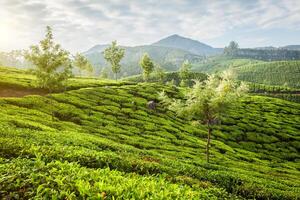 verde té plantaciones en munnar en amanecer, kerala, India foto