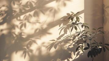 The shadow from plants cast on an empty wall. photo