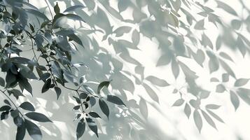 Shadows from leaves on white background in the style of abstract nature. photo