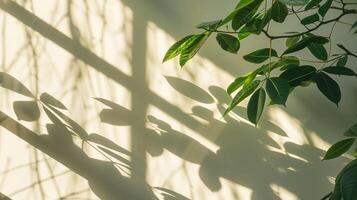 The shadow from plants cast on an empty wall. photo