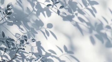 Shadows from leaves on white background in the style of abstract nature. photo