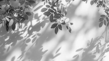 Shadows from leaves on white background in the style of abstract nature. photo