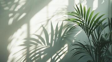 The shadow from plants cast on an empty wall. photo