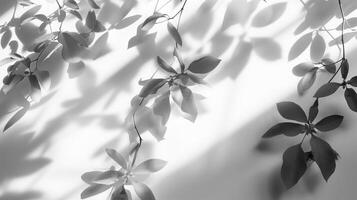 Shadows from leaves on white background in the style of abstract nature. photo