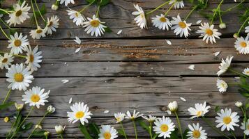 A background of vibrant white daisies scattered around a rustic wooden surface. photo