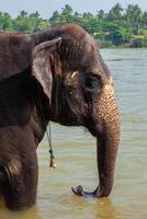 Elephant bathing in the river photo