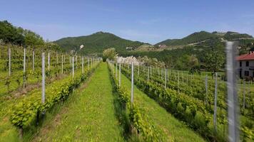 aéreo fotografía de el asti de la provincia italiano viñedos video