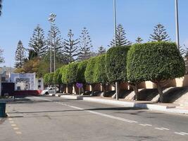 Abha, Saudi Arabia, 12 April 2024 - A beautiful view of trees and grass in a park near the famous The Art Street in Abha, Saudi Arabia. photo