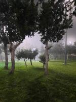 Al Bahah, Saudi Arabia, 12 April 2024 - Beautiful nighttime view of Raghadan Forest Park in Al Bahah region of Saudi Arabia. The green trees and grasses in the park provide a beautiful view. photo