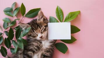 A cute kitten sleeping next to green leaves on a pink background with a blank white card in the middle of the picture. photo