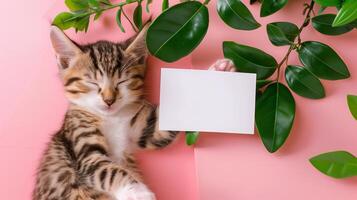 A cute kitten sleeping next to green leaves on a pink background with a blank white card in the middle of the picture. photo