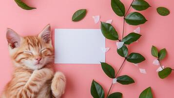 A cute kitten sleeping next to green leaves on a pink background with a blank white card in the middle of the picture. photo