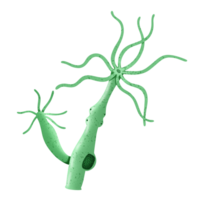 Hydra structure illustration by hand drawn png